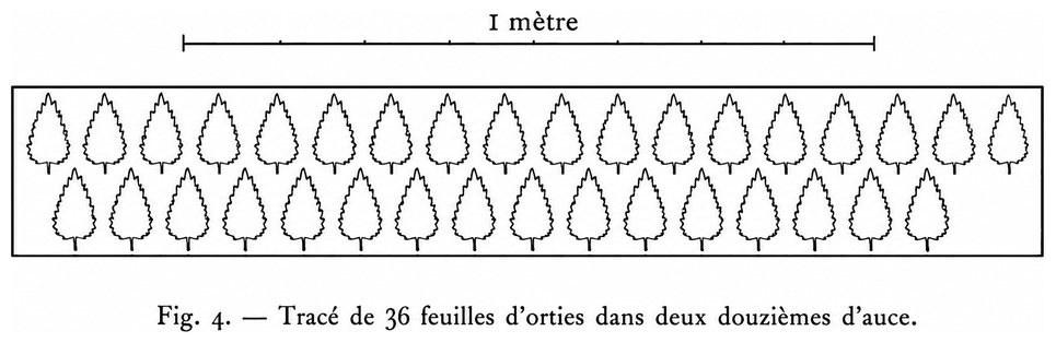 Tracé de 36 feuilles d’orties dans deux douzièmes d’aune