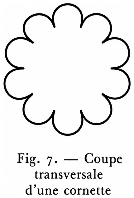 Coupe transversale d’une cornette